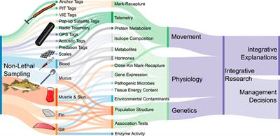 Non-Lethal Sampling Supports Integrative Movement Research in Freshwater Fish